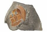 Orange Declivolithus Trilobite (Pos/Neg) - Mecissi, Morocco #227868-3